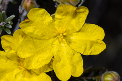 Hibbertia glabriuscula