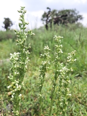 Laennecia sophiifolia