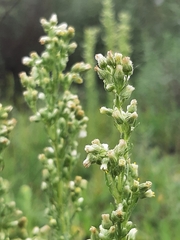 Laennecia sophiifolia