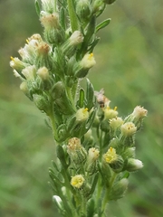 Laennecia sophiifolia