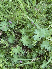 Geranium molle