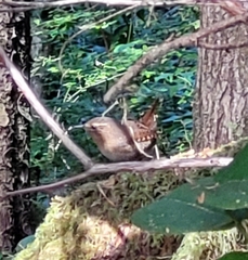Troglodytes pacificus