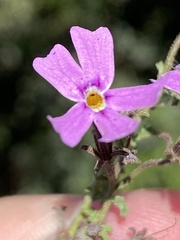 Jamesbrittenia foliolosa