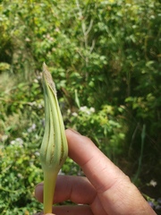 Tragopogon pratensis