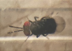 Proctotrupomorpha
