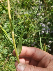 Tragopogon pratensis