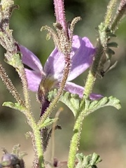 Jamesbrittenia foliolosa