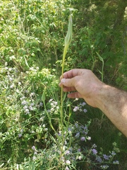 Tragopogon pratensis