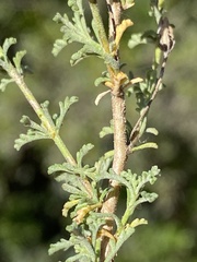 Jamesbrittenia foliolosa