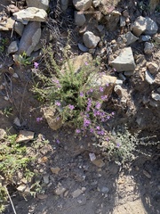 Jamesbrittenia foliolosa