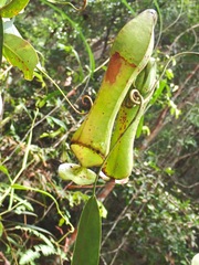 Nepenthes gracilis