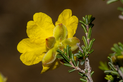 Hibbertia glabriuscula