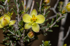 Hibbertia glabriuscula