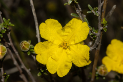 Hibbertia glabriuscula