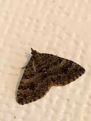 Helastia semisignata