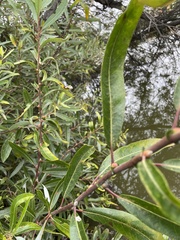 Salix laevigata