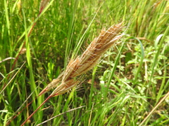 Bromus scoparius