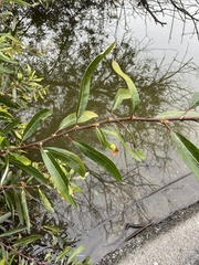 Salix laevigata