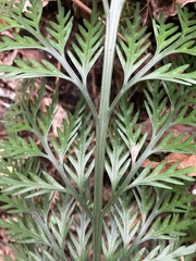 Asplenium flaccidum