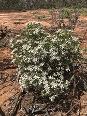 Olearia