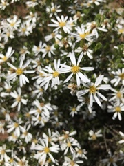 Olearia