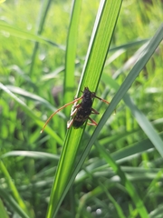 Phoracantha semipunctata
