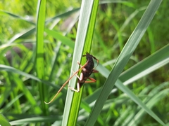 Phoracantha semipunctata
