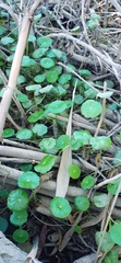 Hydrocotyle verticillata
