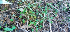 Hydrocotyle verticillata