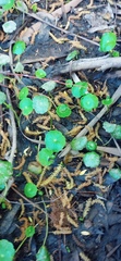 Hydrocotyle verticillata