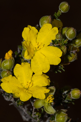 Hibbertia glabriuscula