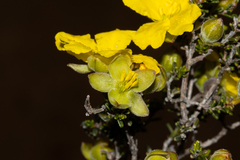 Hibbertia glabriuscula
