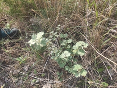 Malva subovata