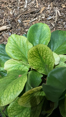 Angiospermae