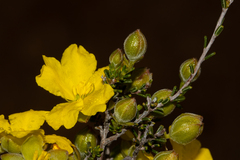 Hibbertia glabriuscula