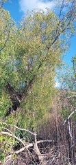 Salix mucronata
