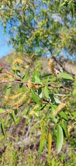 Salix mucronata