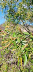 Salix mucronata