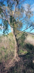 Salix mucronata