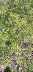 Salix mucronata