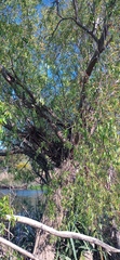 Salix mucronata