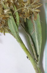Senecio atratus