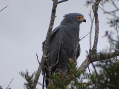 Polyboroides typus typus