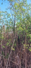 Salix mucronata