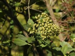 Baccharis halimifolia