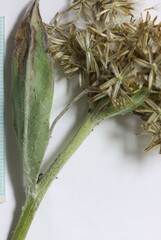 Senecio atratus