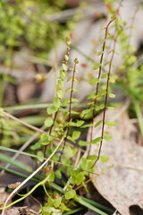 Lindsaea linearis