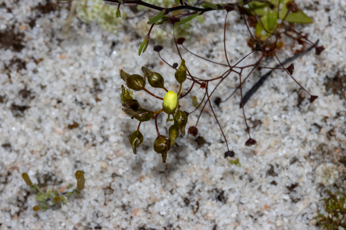 Drosera zigzagia