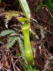 Nepenthes gracilis