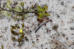 Drosera zigzagia